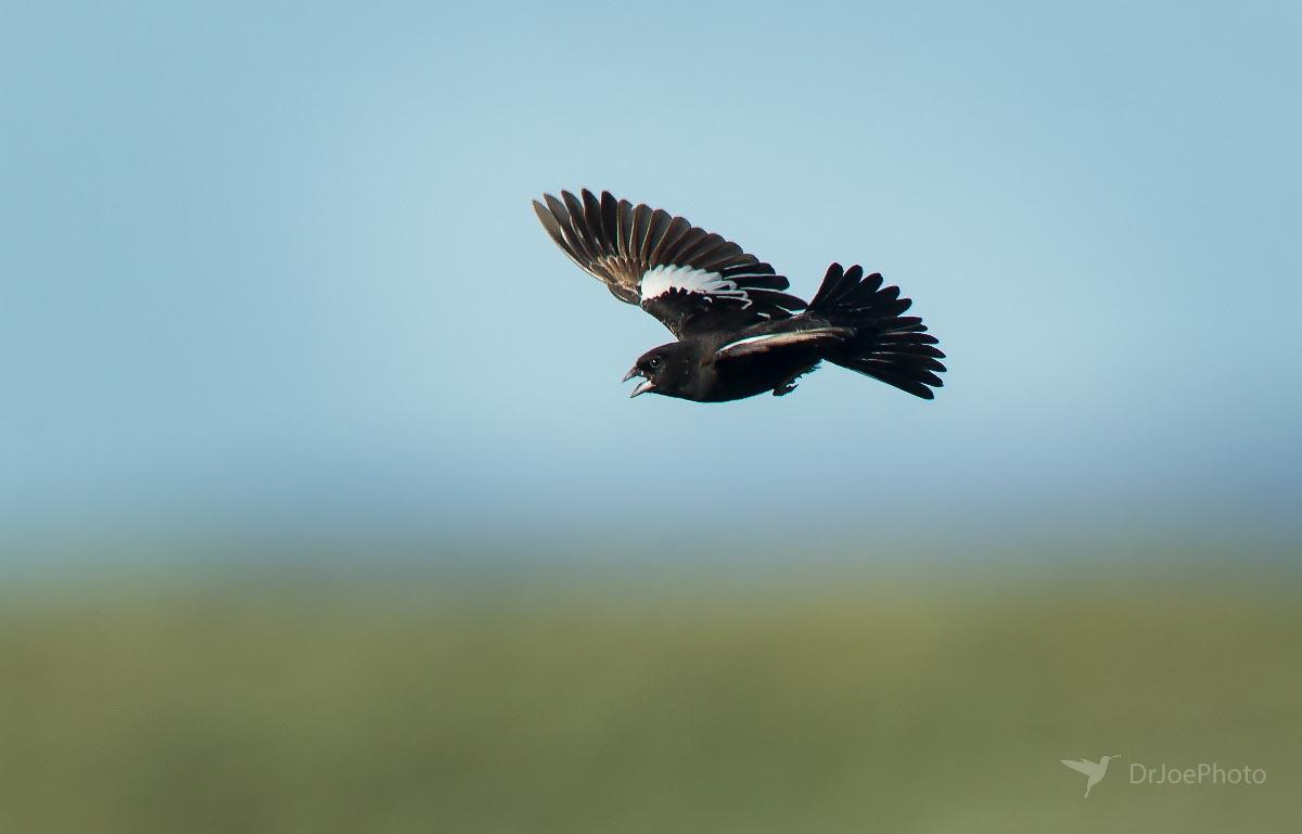 Lark Bunting