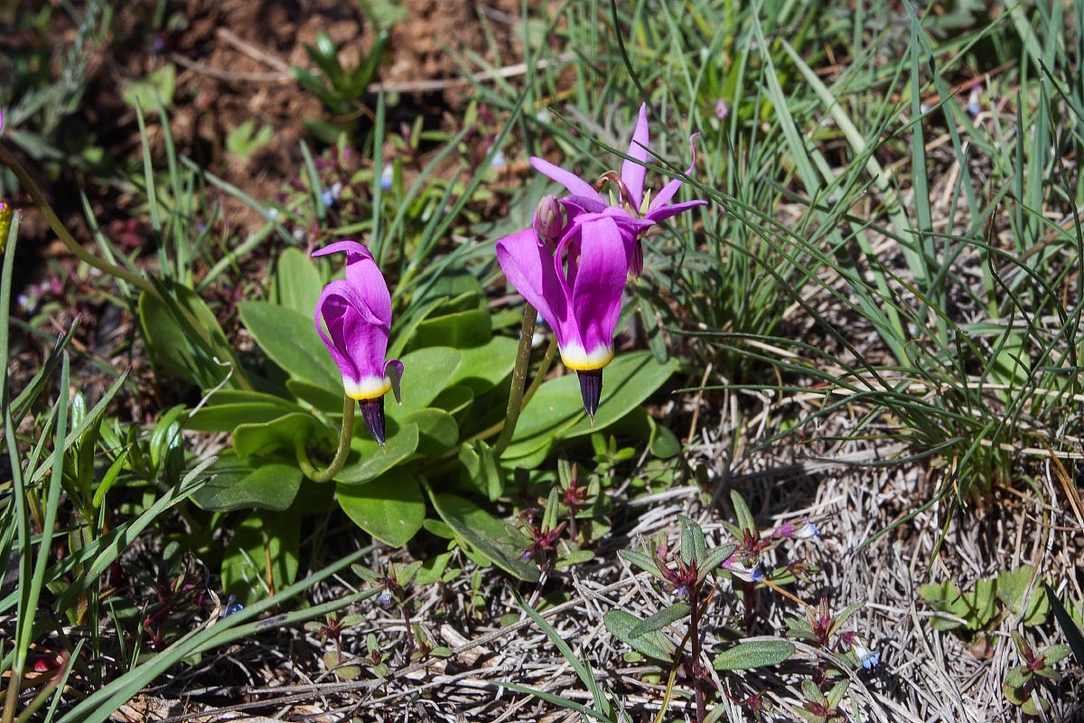 Few-flower Shooting Star