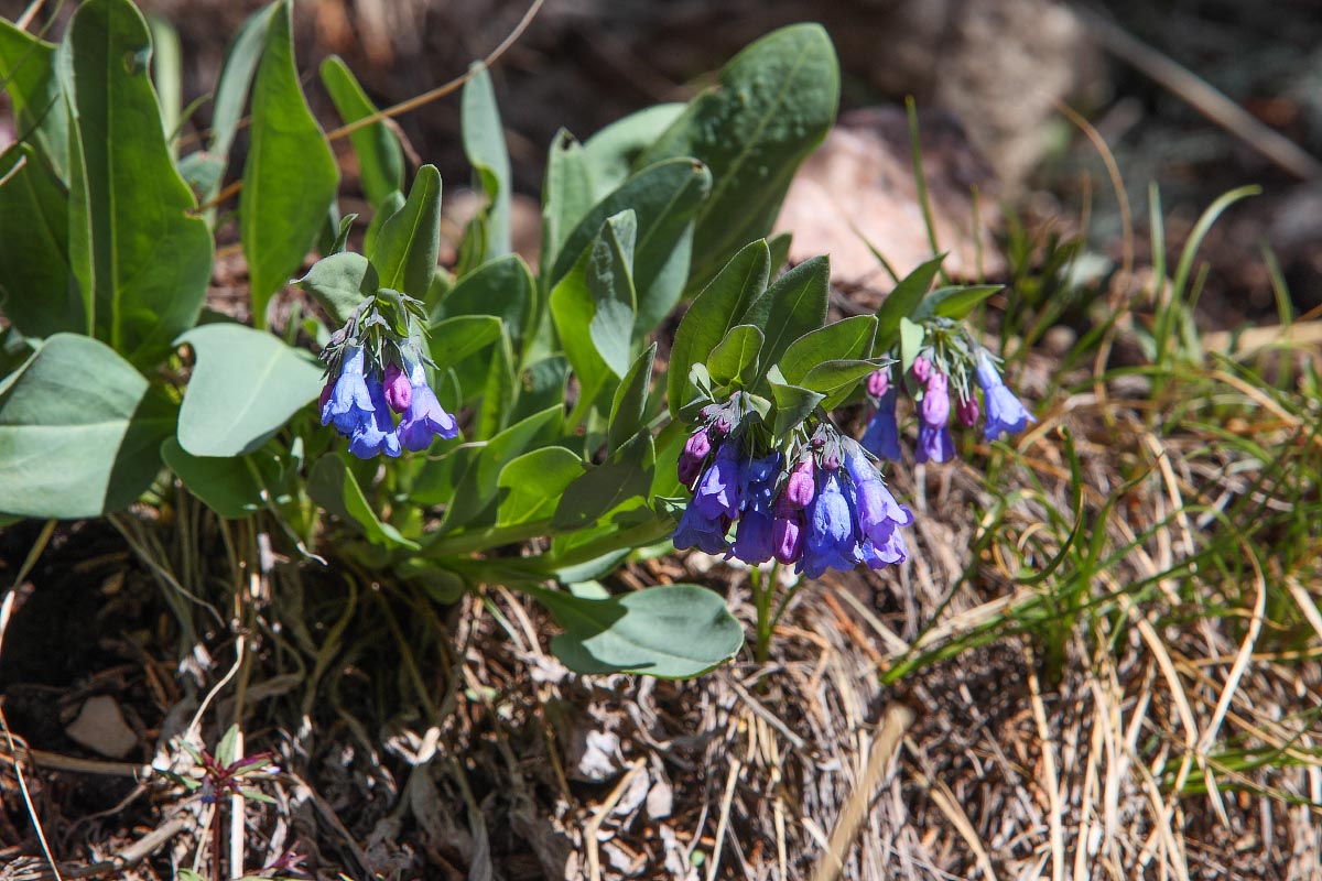 Mountain Bluebells