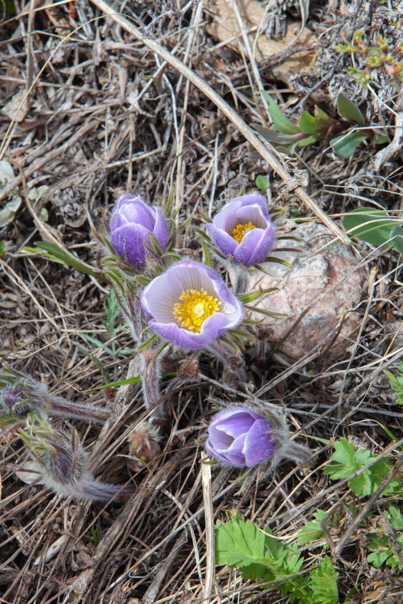 American Pasqueflower