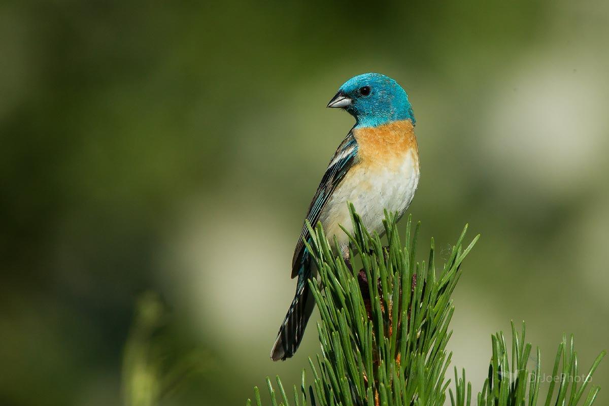 Lazuli Bunting