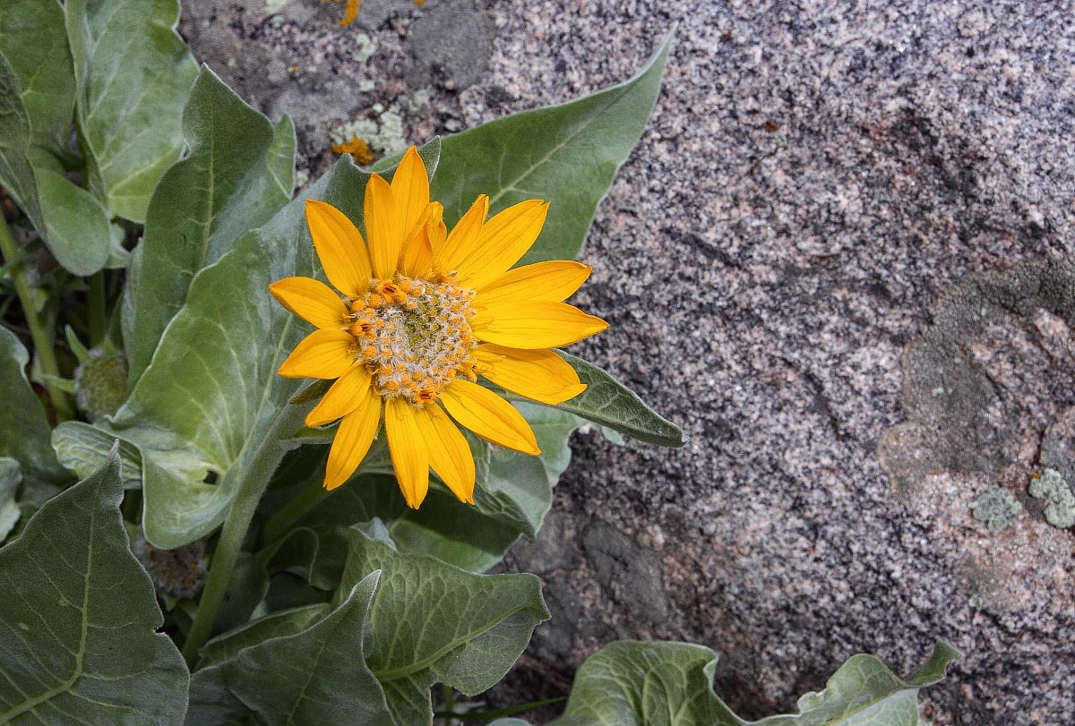 Arrowleaf Balsamroot