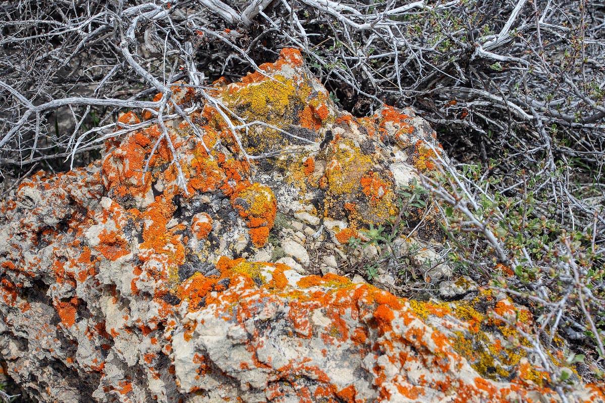 Lichen decorated rock