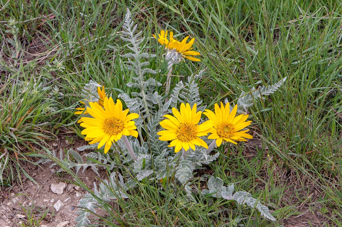 Hoary Balsamroot