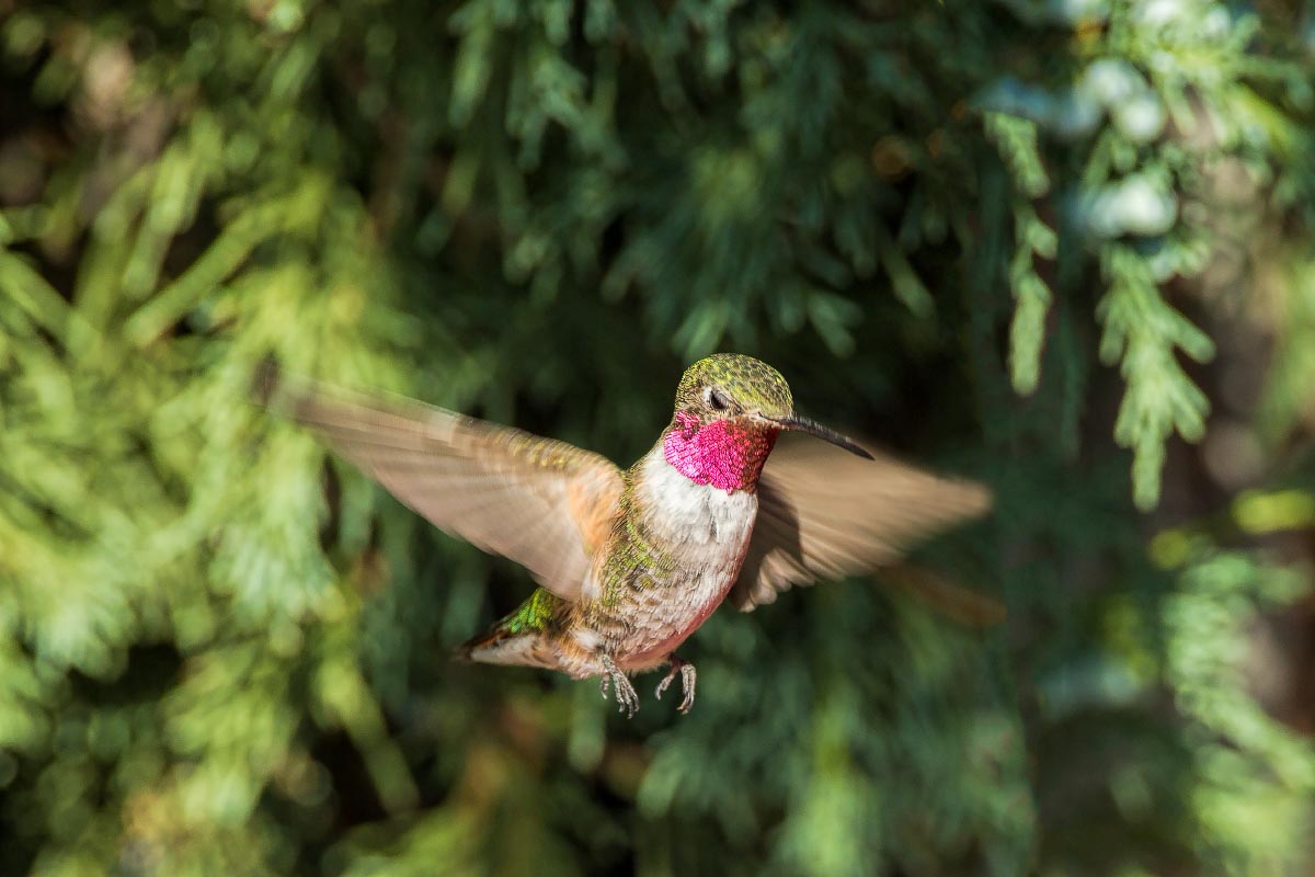 Broad-billed Hummingbird Colorado
