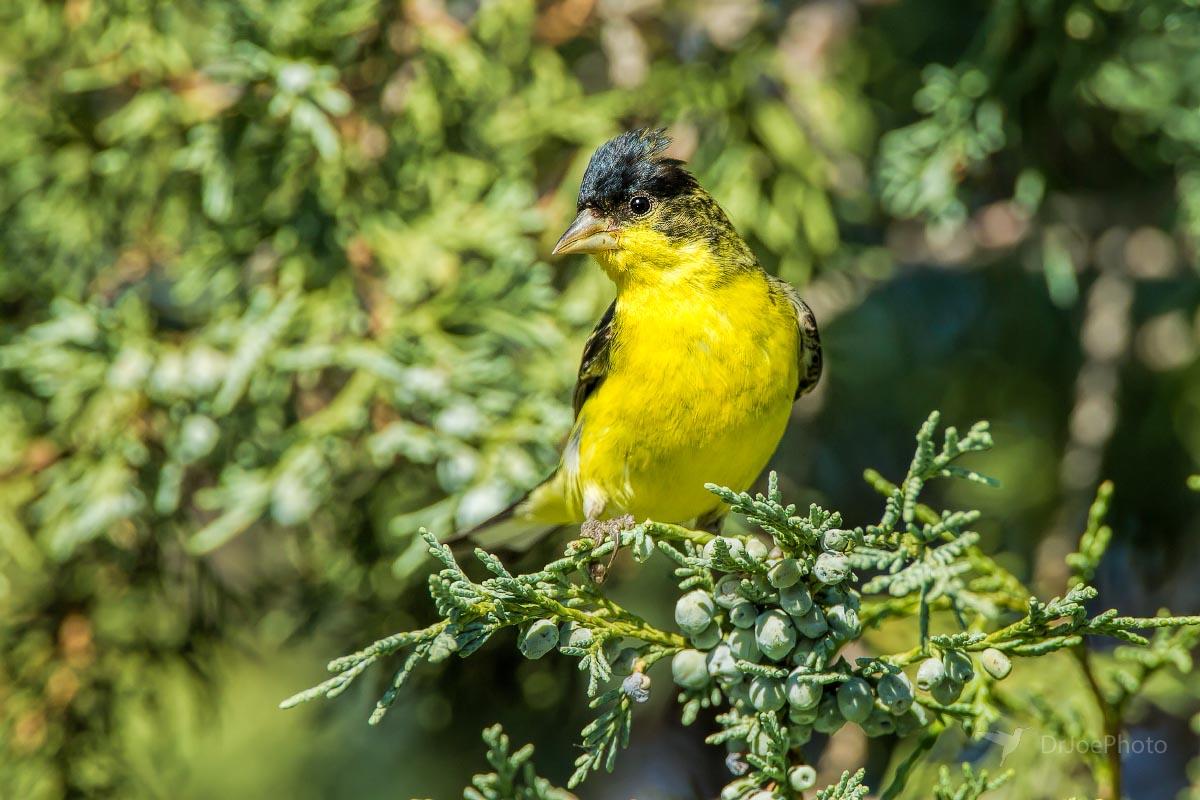 Lesser Goldfinch Golden Colorado