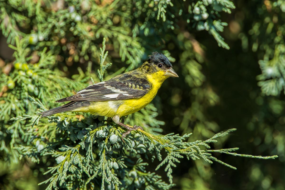 Lesser Goldfinch Colorado