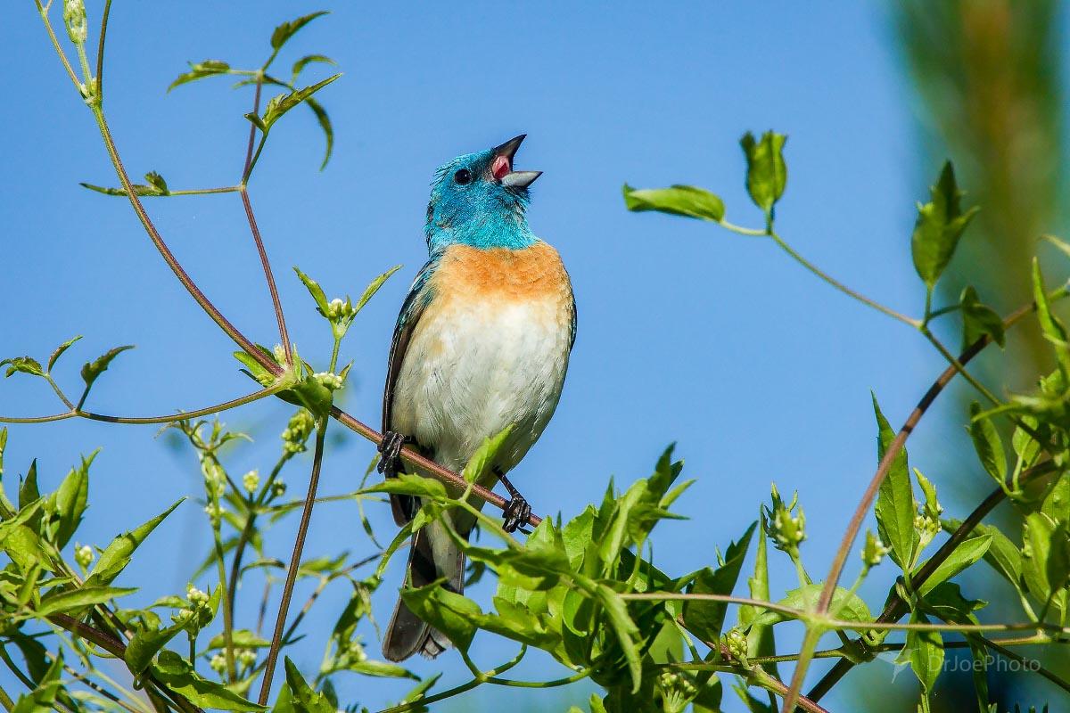 Lazuli Bunting