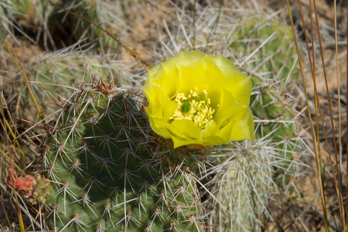 Prickly Pear Cactus