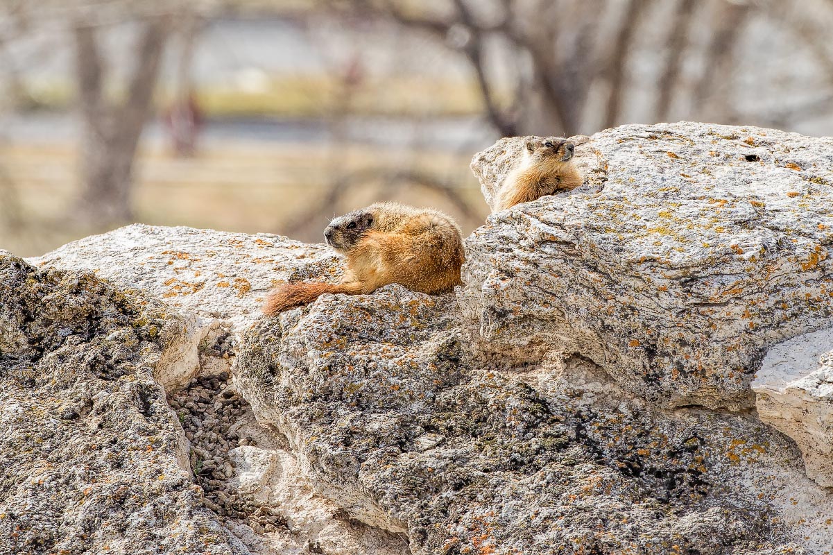 Yellow-bellied Marmot Wyoming