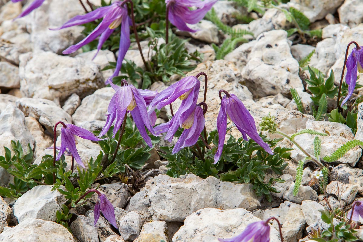 Rock Clematis