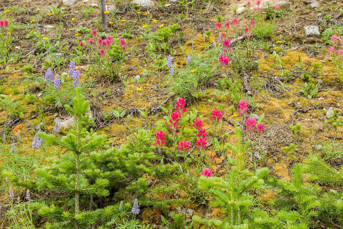 Beartooth wildflowers