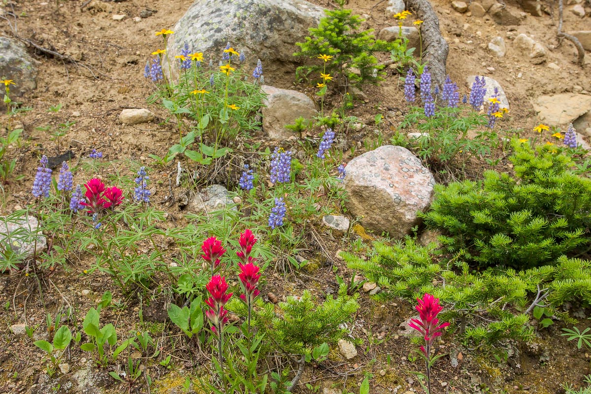 Beartooth wildflowers