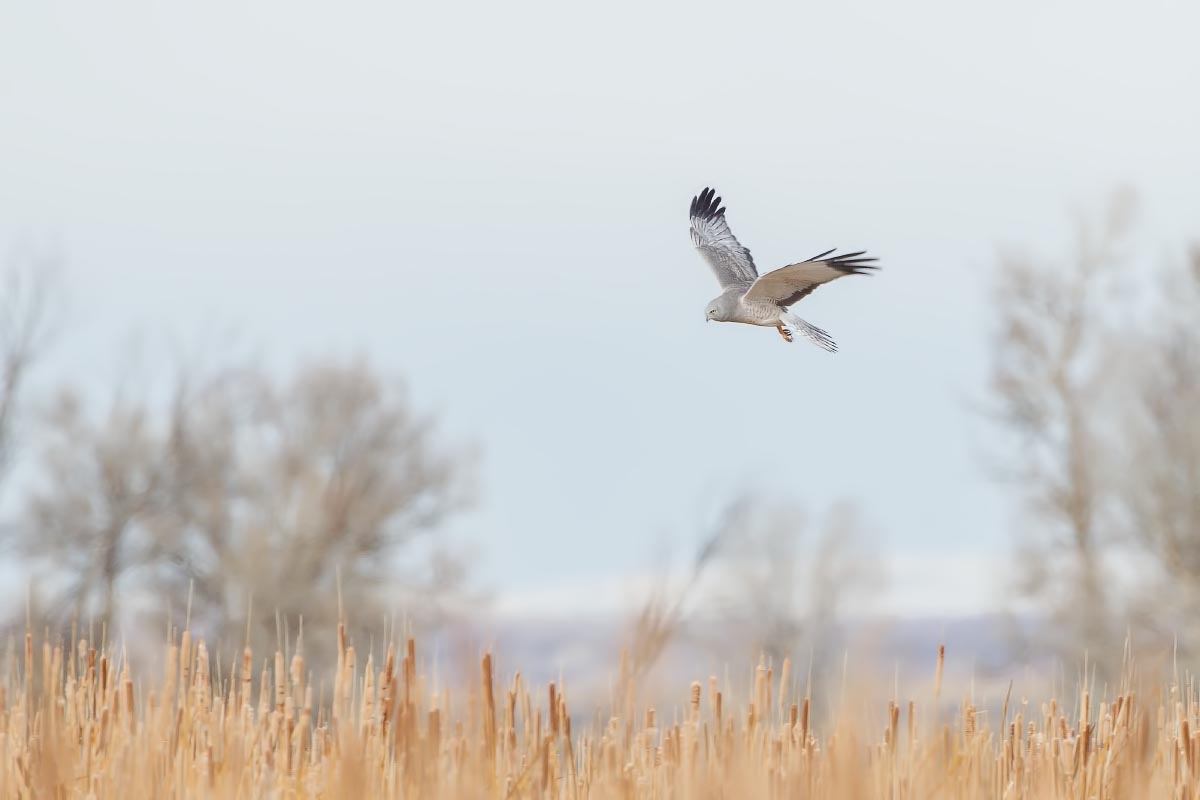 Northern Harrier Seedskadee National Wildlife Refuge Wyoming