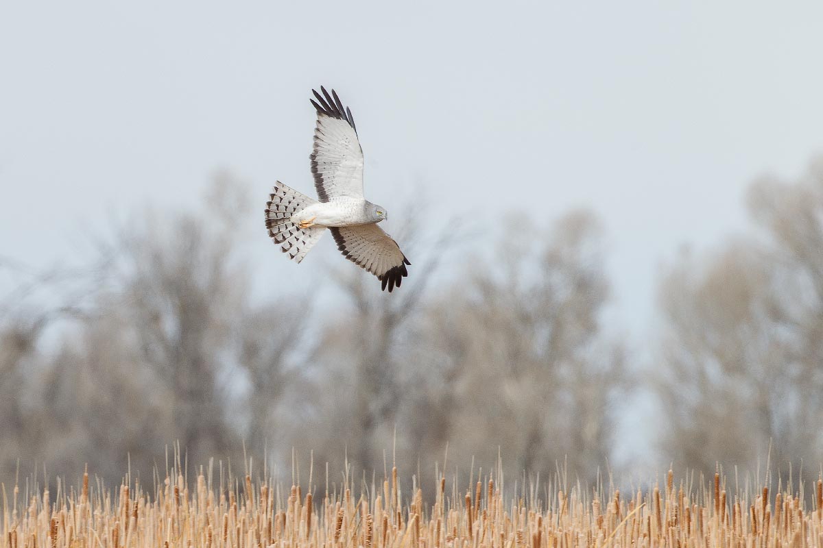 Northern Harrier Seedskadee National Wildlife Refuge Wyoming