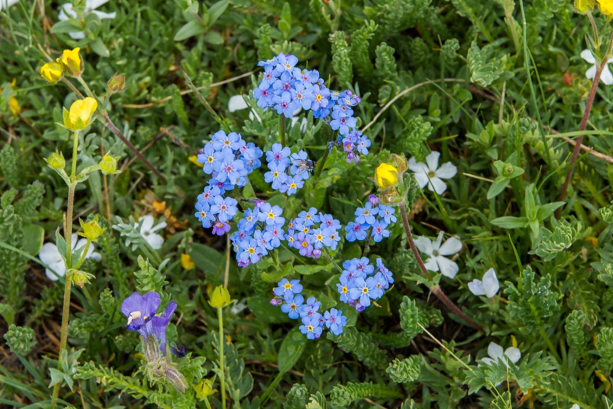 Alpine Forget-me-nots