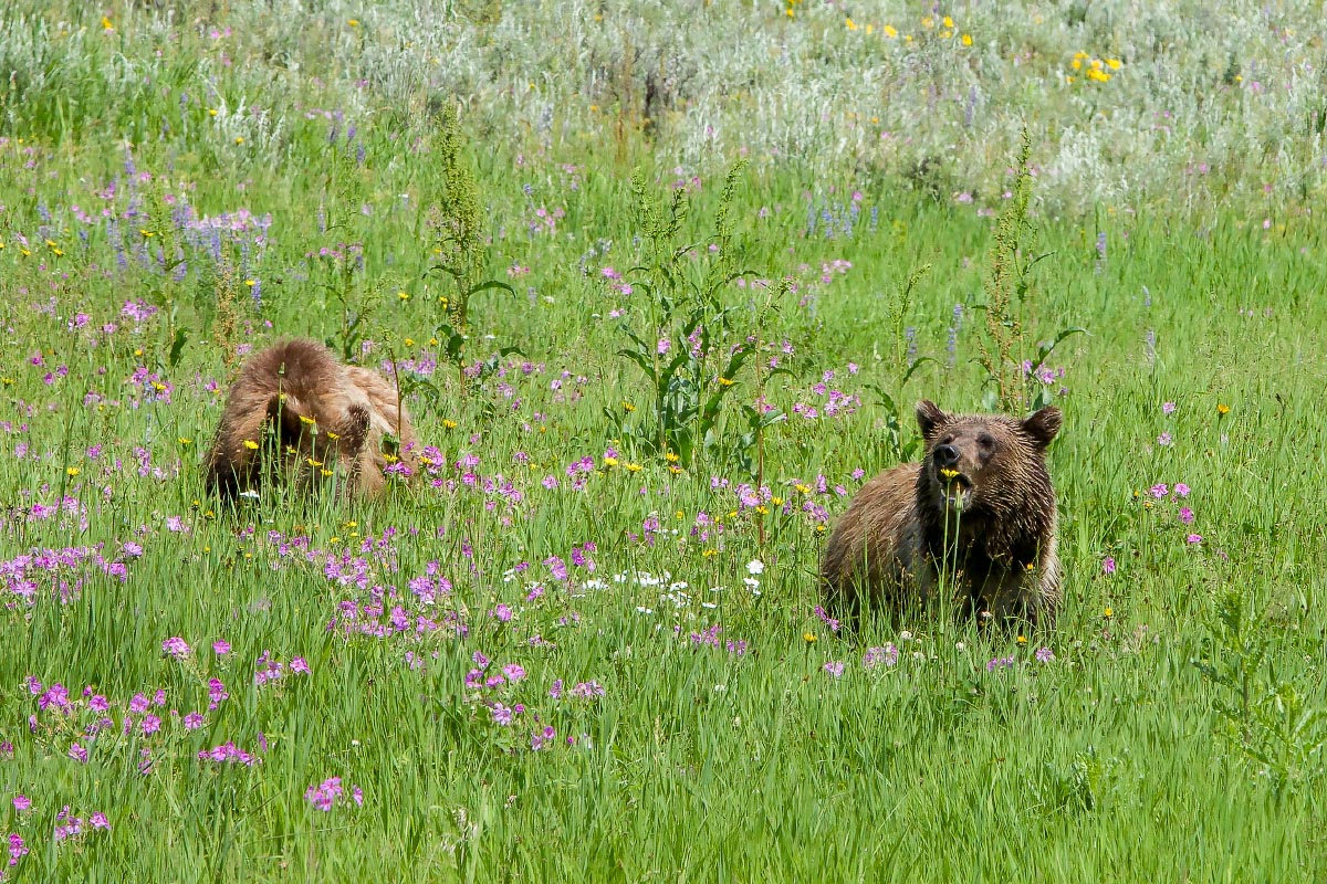 Grizzlies Beartooth Highway Wyoming