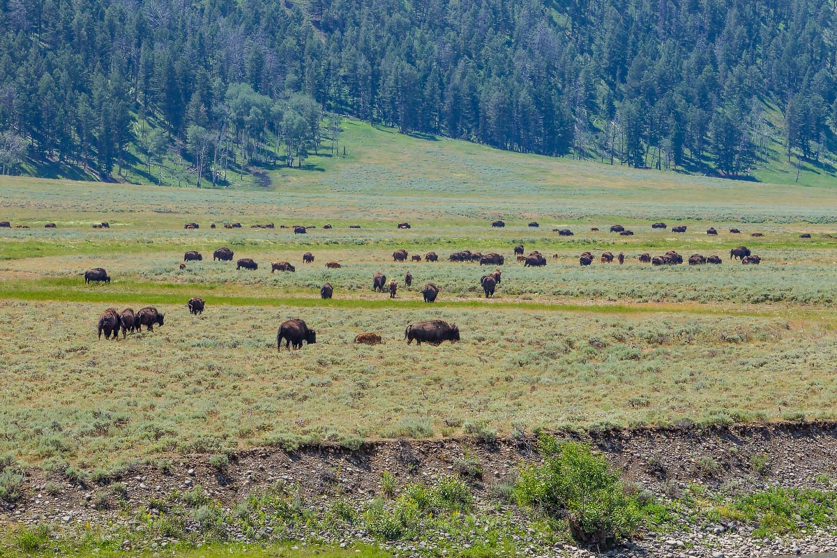 Bison in Lamar Valley Yellowstone Wyoming