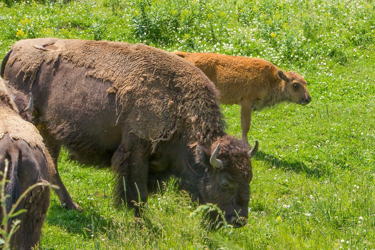 Bison with "red dog" Yellowstone Wyoming