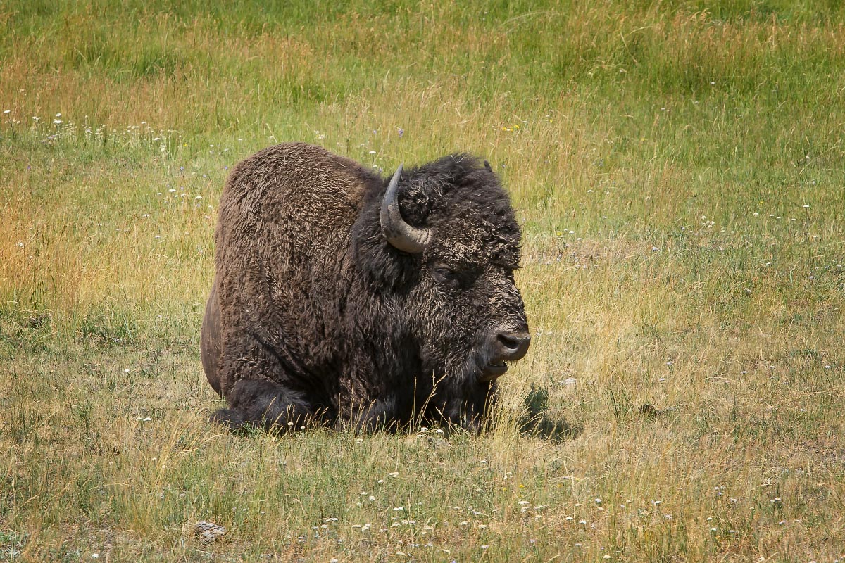 Bison Yellowstone Wyoming