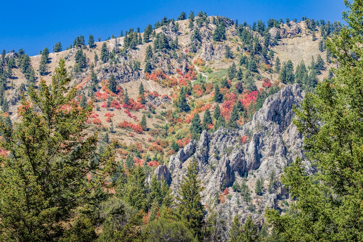 Snake River Canyon fall colors Wyoming