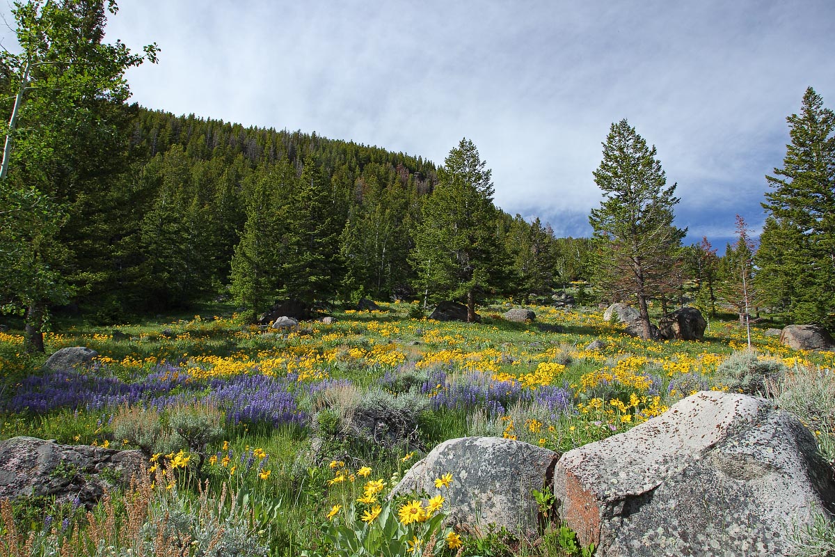 Loop Road wildflower field