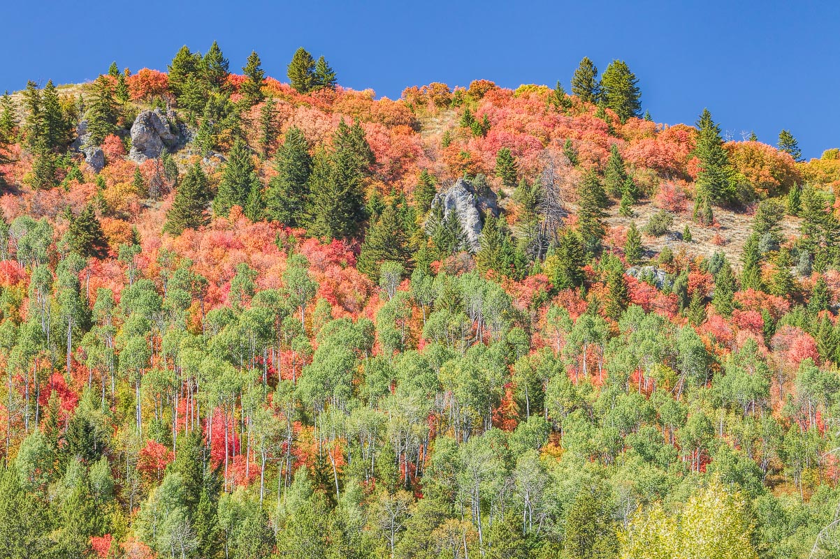 Snake River Canyon fall colors Wyoming