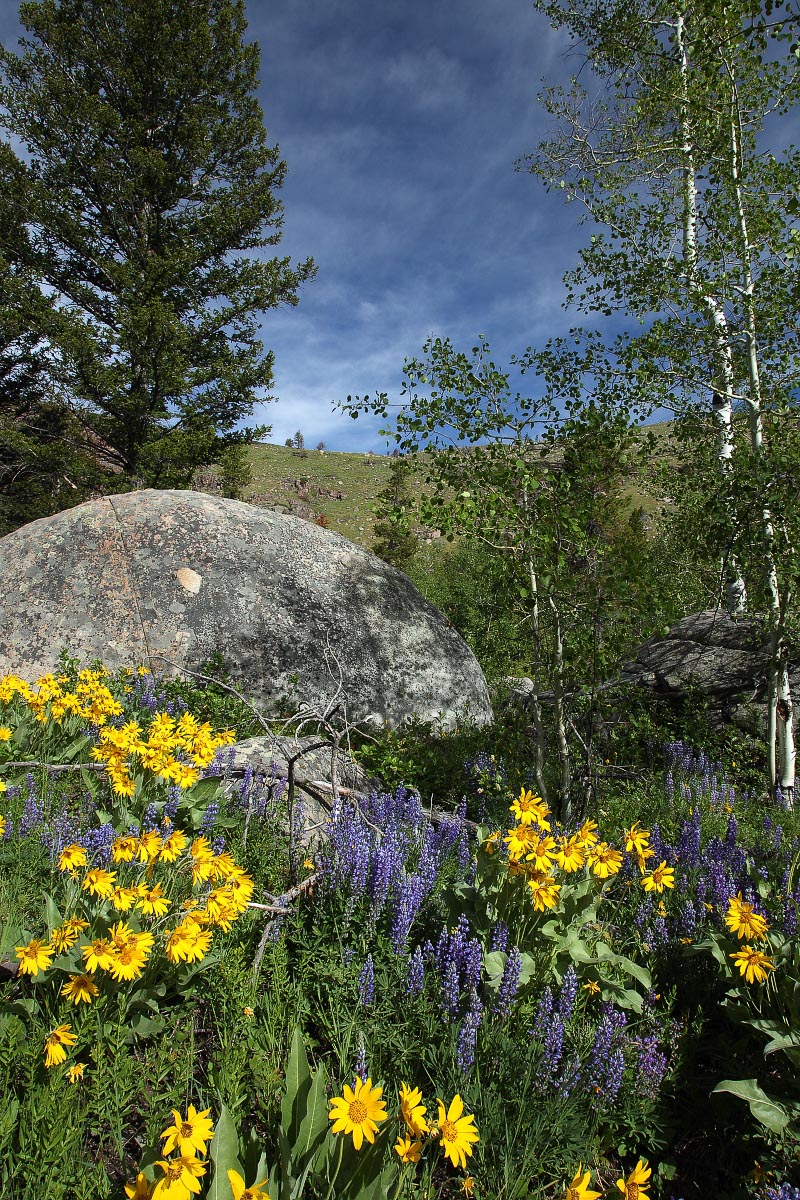 Lupine with Arrowleaf Balsamroot