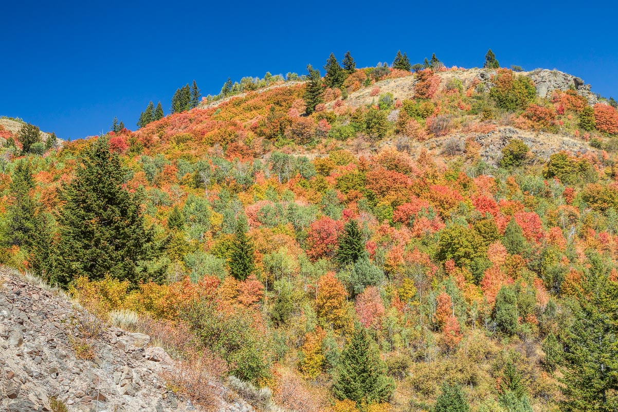 Snake River Canyon fall colors Wyoming