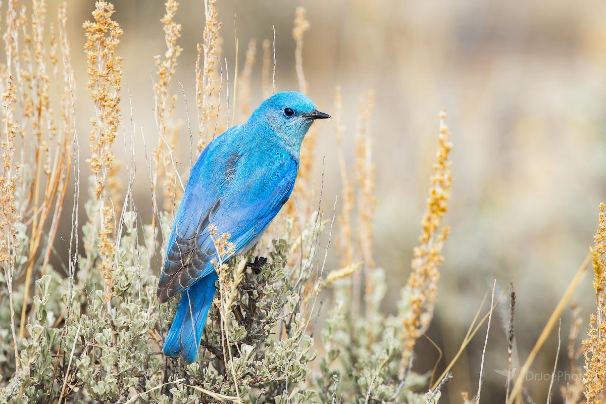 Mountain Bluebird Seedskadee National Wildlife Refuge Wyoming