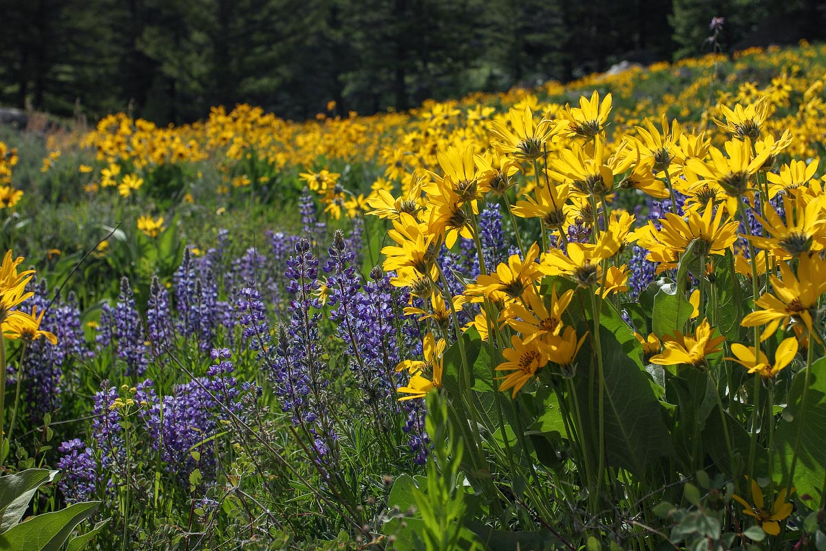 Lupine with Arrowleaf Balsamroot