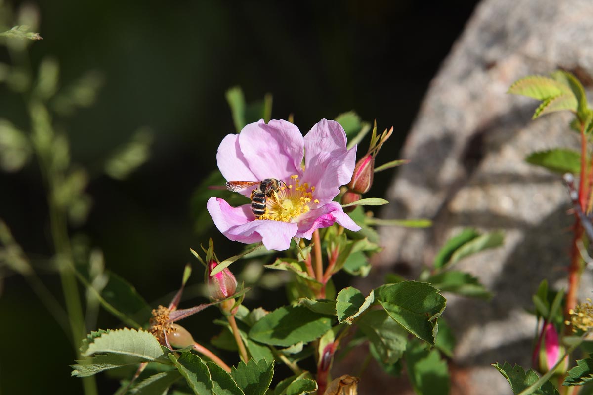 Wild Alberta Rose