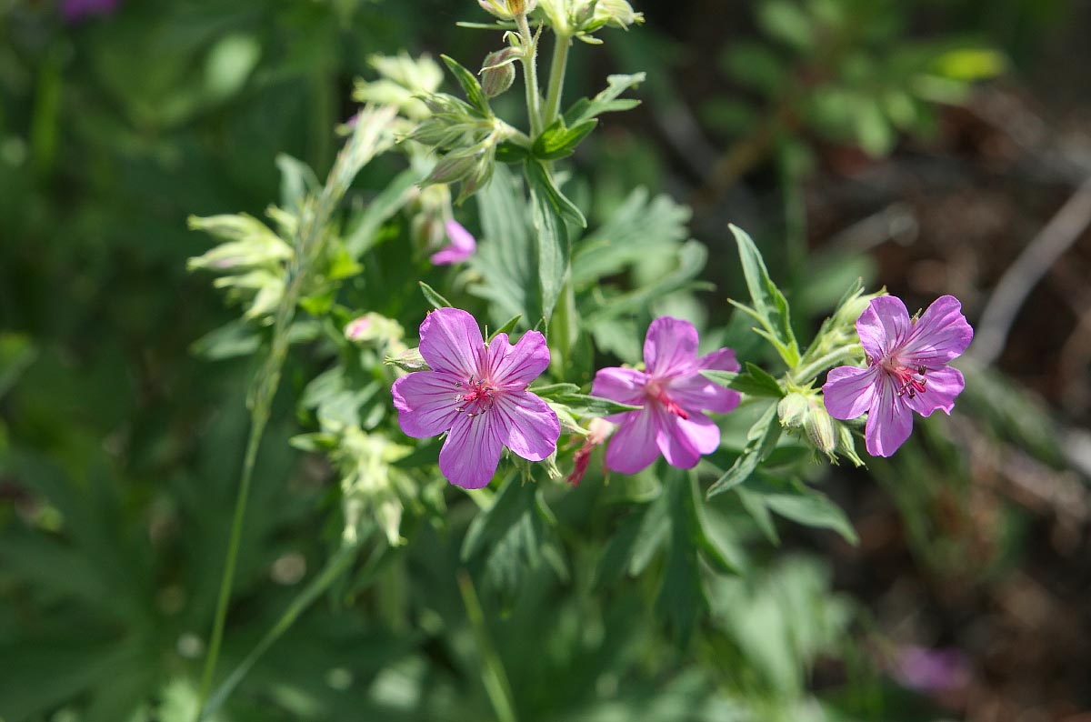 Sticky Geranium