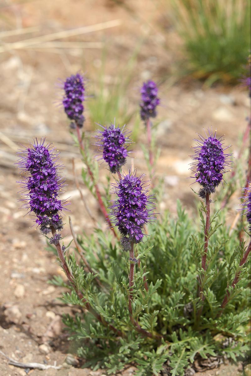 Silky Phacelia Frye Lake Wyoming