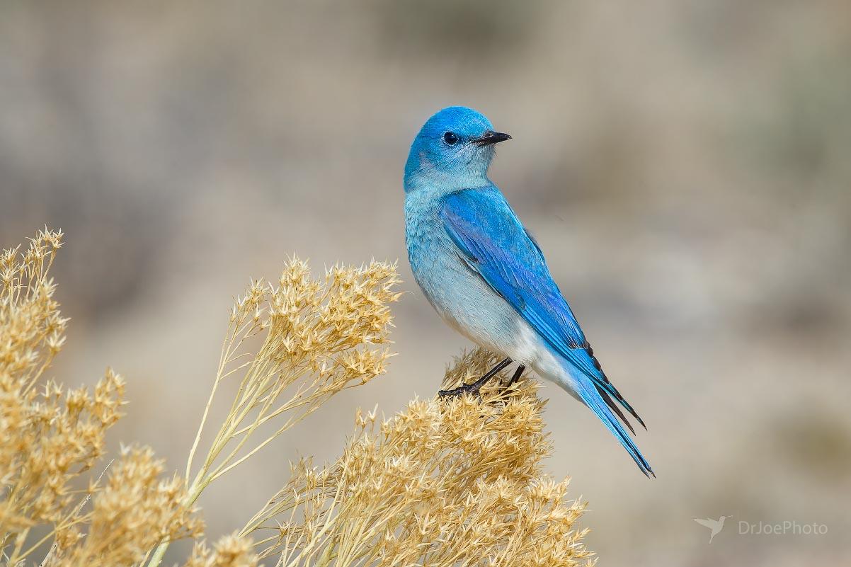 Mountain Bluebird Seedskadee National Wildlife Refuge Wyoming