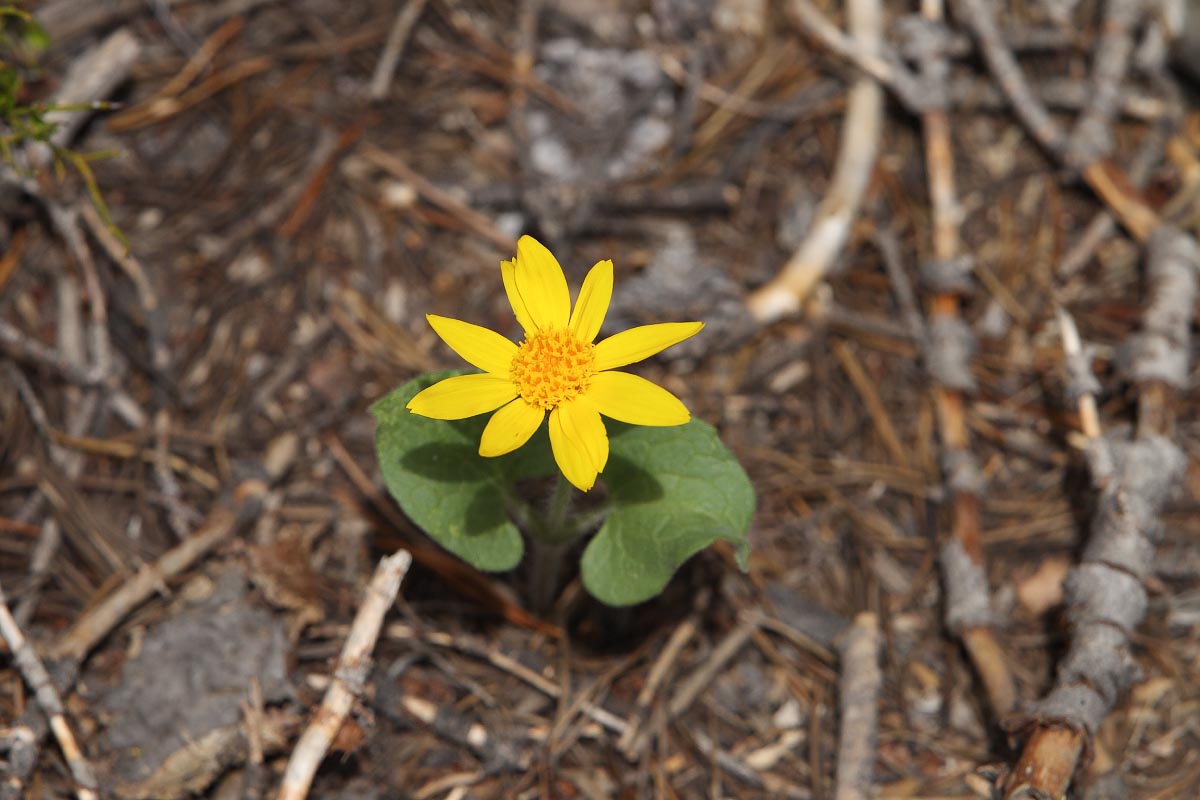 Heart-leafed Arnica