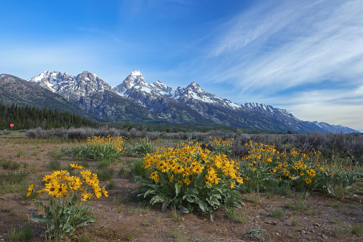 Arrowleaf Balsamroot, Tetons Grand Teton National Park Wyoming