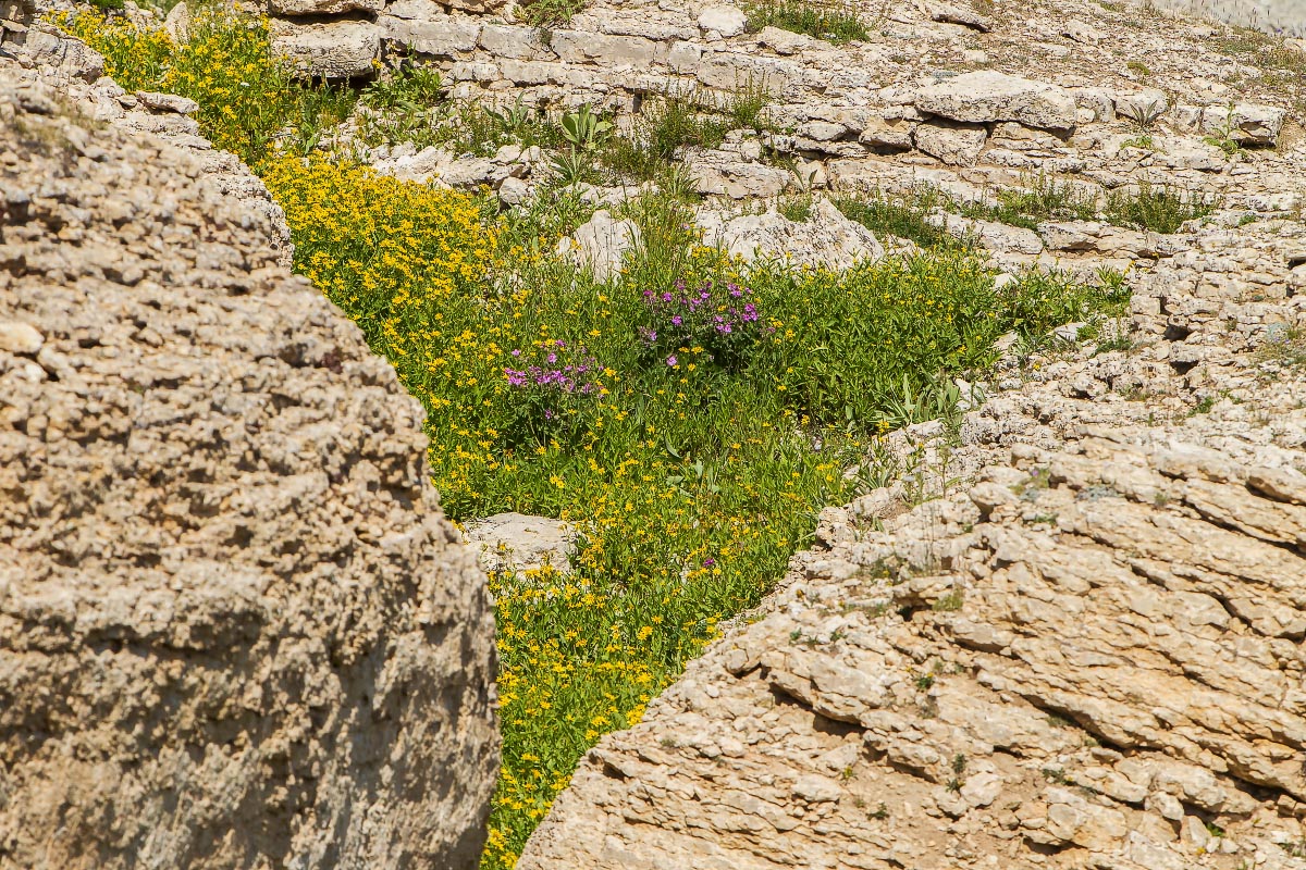 Medicine Wheel wildflowers Wyoming