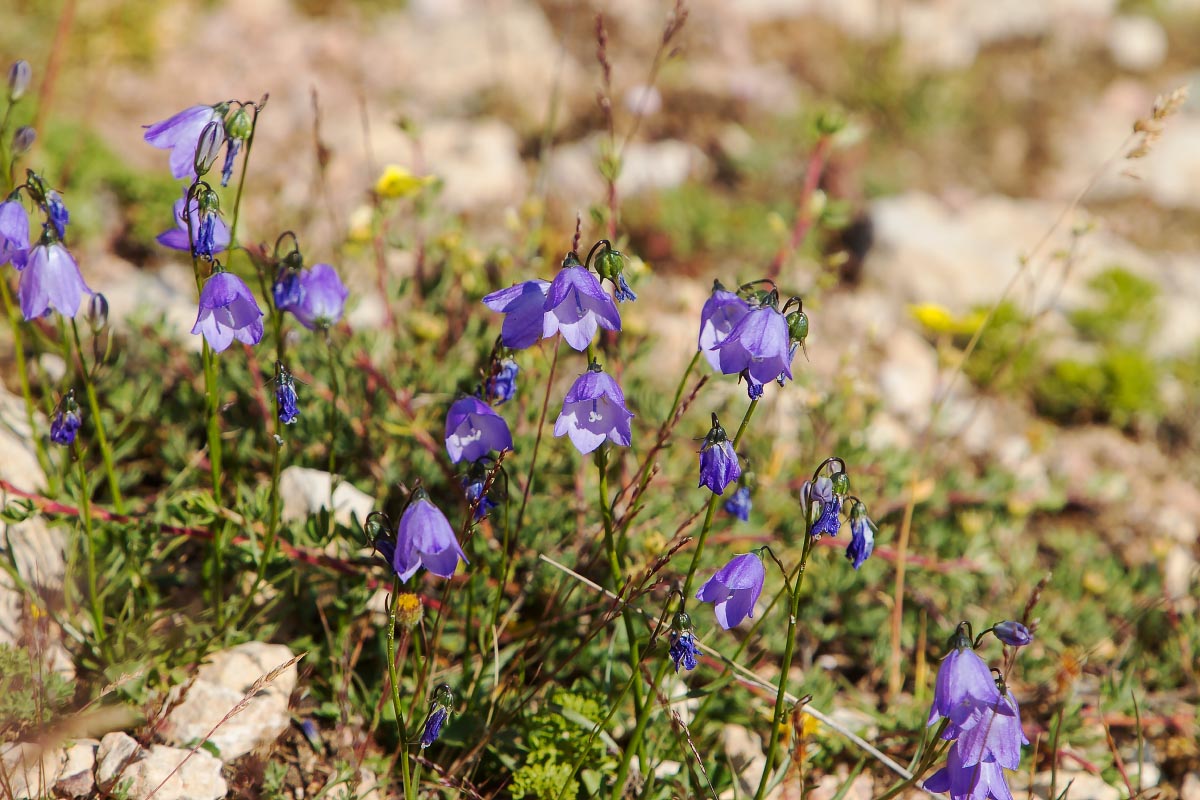 Harebells wildflowers