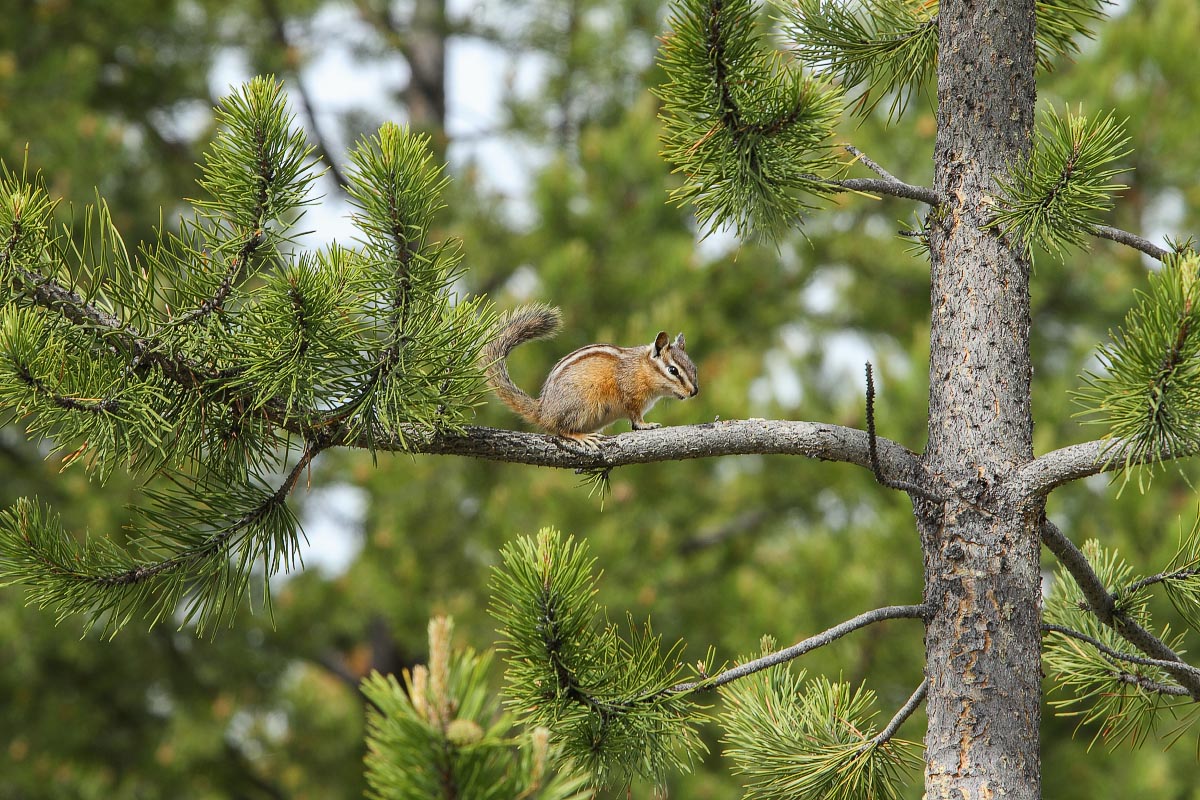 Least Chipmunk