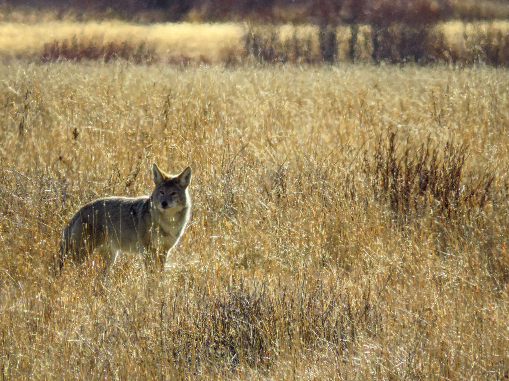 Coyote Lamar Valley Yellowstone Wyoming