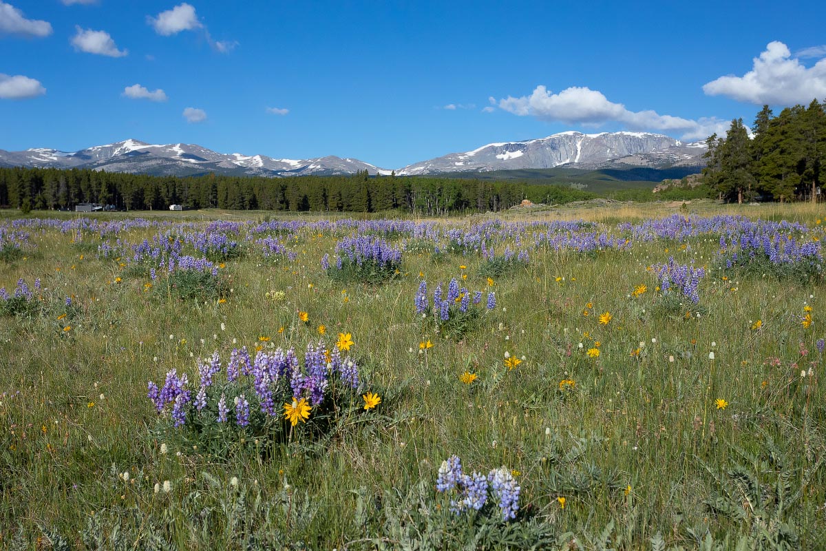 Big Horn Mountains wildflowers Wyoming