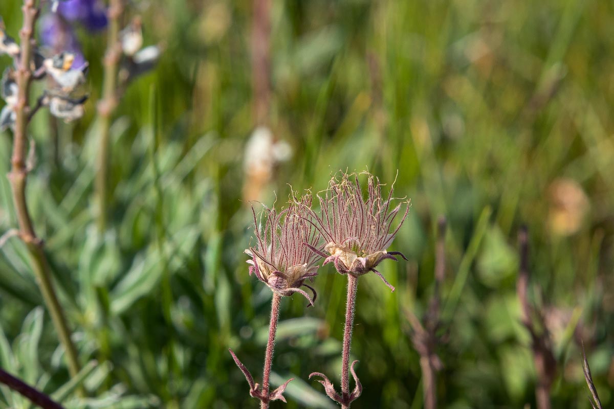 Prairie Smoke wildflower Wyoming