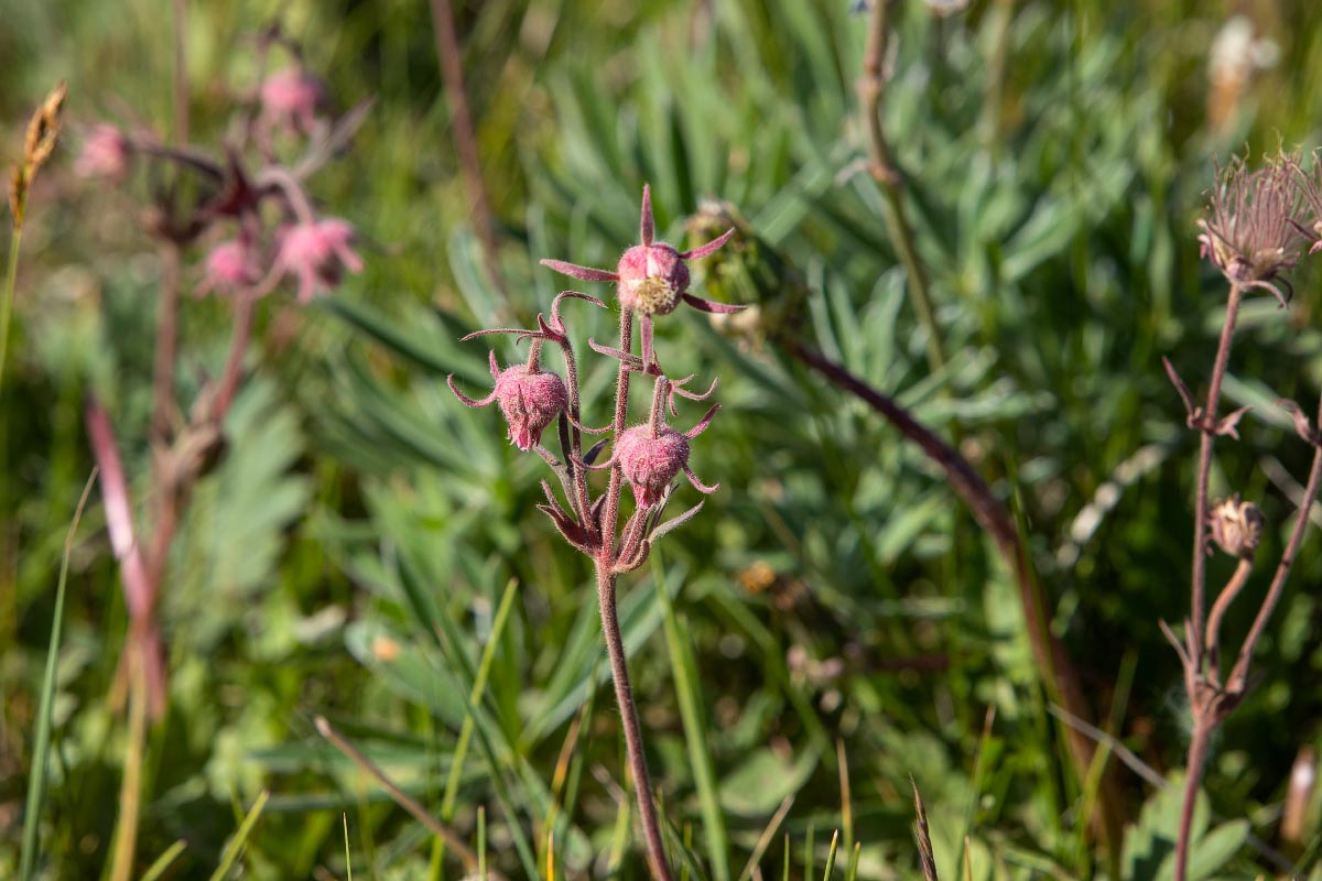 Prairie Smoke wildflower Wyoming