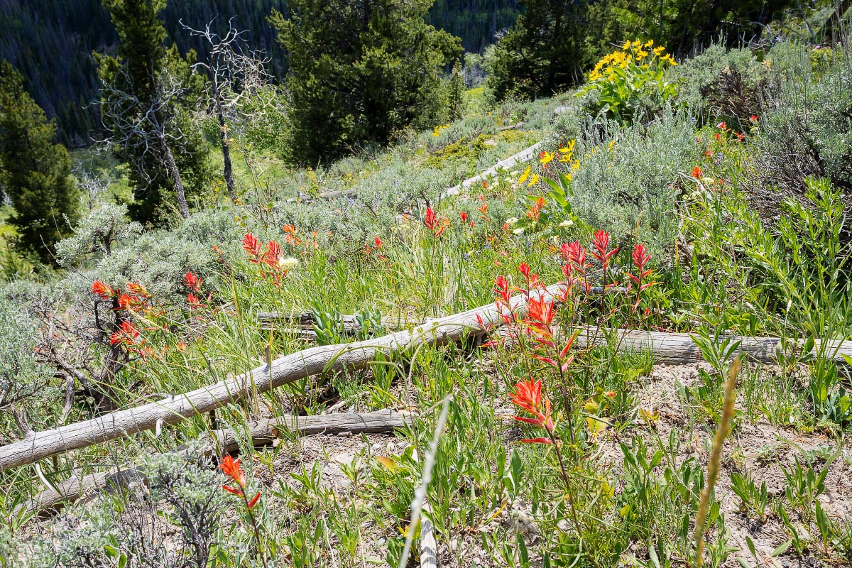 Falls Campground wildflowers Wyoming