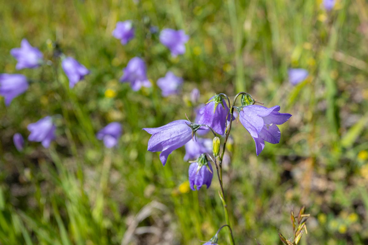 Harebells wildflower Wyoming