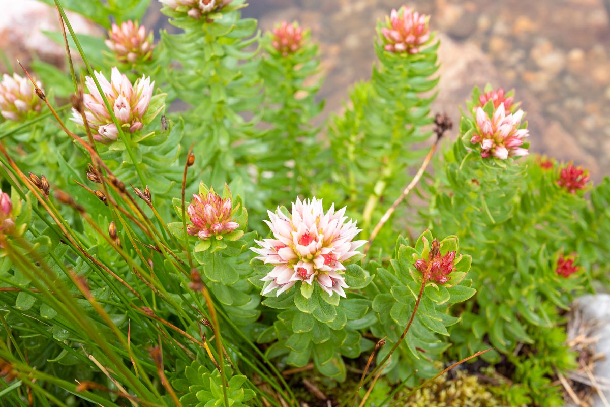 Redpod Stonecrop wildflower Wyoming