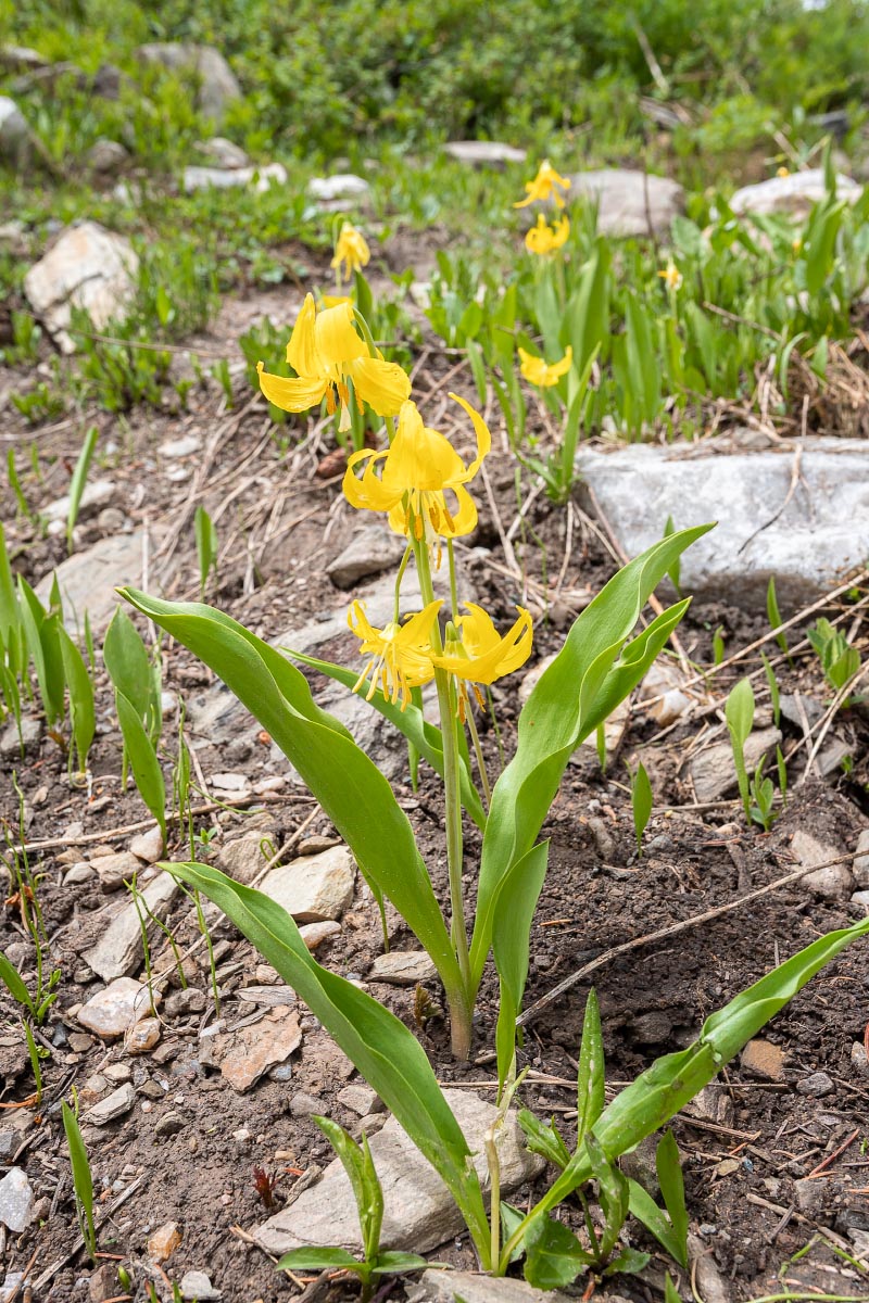 Glacier Lily wildflower Wyoming