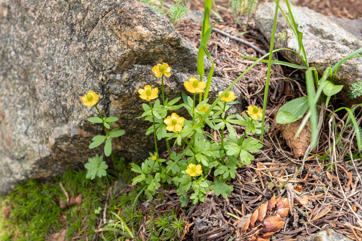 Snow Buttercup wildflower Wyoming