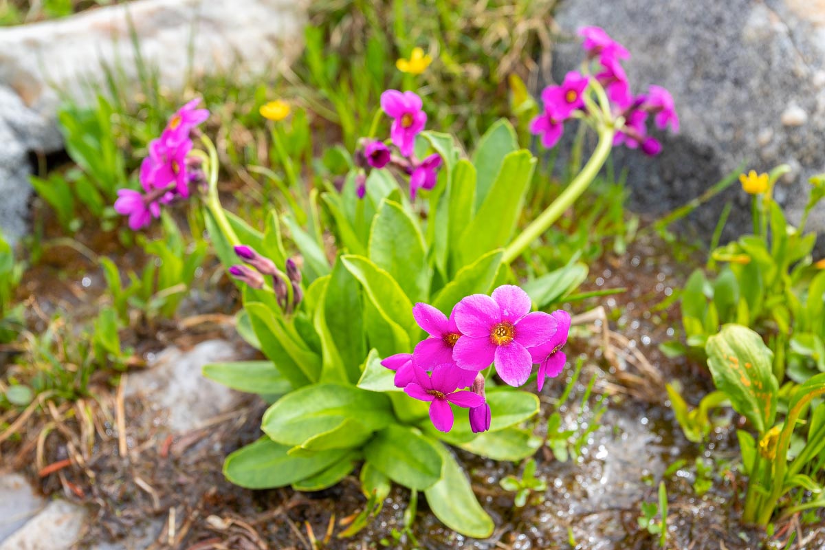Parry’s Primrose wildflower Wyoming